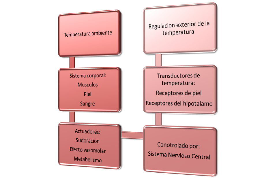 Temperatura corporal del ser humano normal